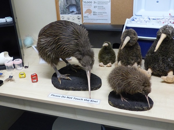 Stuff examples of adult and newly-hatched Rowi kiwis with eggs and radio-tags to the left, Nov 2015